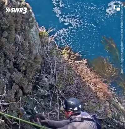 Eagle accidentally kicks her chick out of her nest. Members of the Institute for Wildlife Studies saw this on a webcam and rescued the chick.