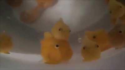 PONYO is Real !!! 😳