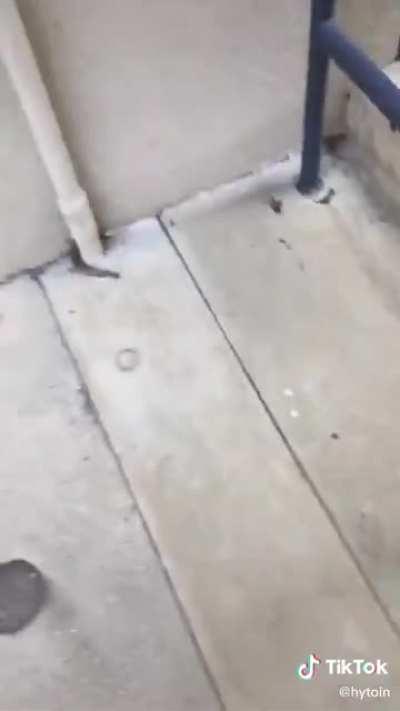 Thanks, I Hate possessed tail