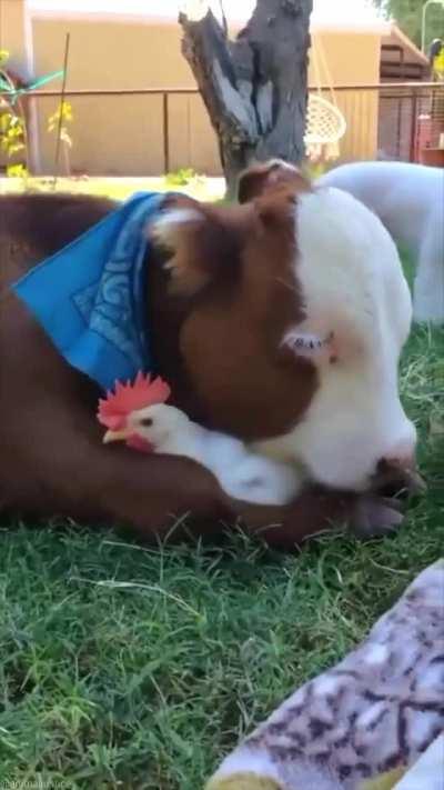 Cow loves his chicken friend