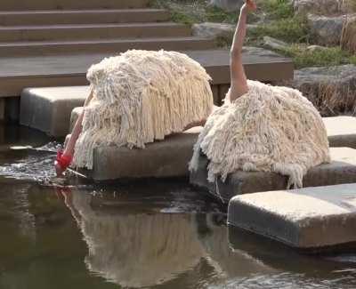 Something fucky is going on with these Unidentified Flightless Birds (UFBs)