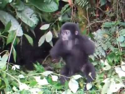 Baby Gorilla's first chest pound