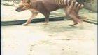 Colourized footage of the last known Tasmanian tiger from 1933