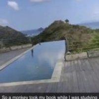 You’ve heard of “my dog ate my homework”, but I introduce you to “a monkey stole my homework”