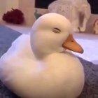 Blessed_Mr Duckworth gets a lecture