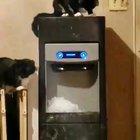 Cats steal the ice