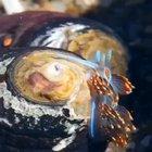 Even the slugs in the ocean are beautiful.