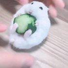 Ain't no one can distract me.