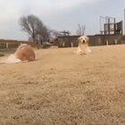 Dog crawling forward to smile for the camera.