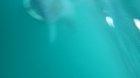 Almost 2 years ago I was snorkelling off of a beach in west cork and a basking shark swam up about 20-30m away from me. The video isn't the best quality a bit shaky, I wasn't really prepared to film a basking shark.