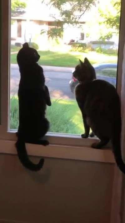 Cat.ex has stopped working