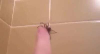 Taunting a spider