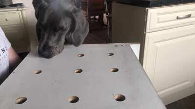 Made a hotdog stand for Moose today, not sure which one of us enjoyed it most.