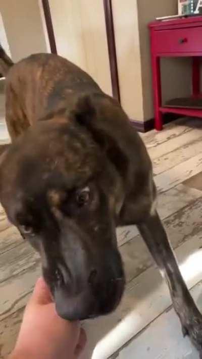 K9 tries some coconut