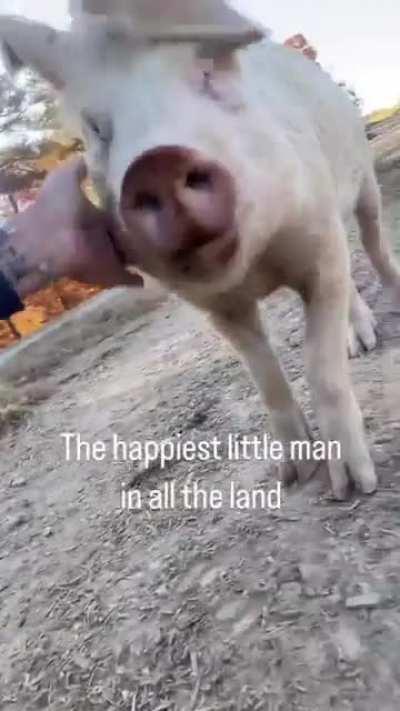 Not sure who is happier to get attention in this video, Tommy or his human? @ Odd Man Inn Animal Rescue in Tennessee