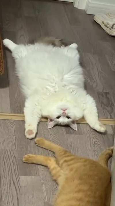 it looks like one of those pillows that you can fold into a plushie