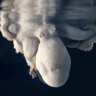 A Sleeping Octopus Changes Color While Dreaming.