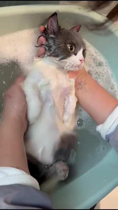 Not every cat likes to wash so calmly.