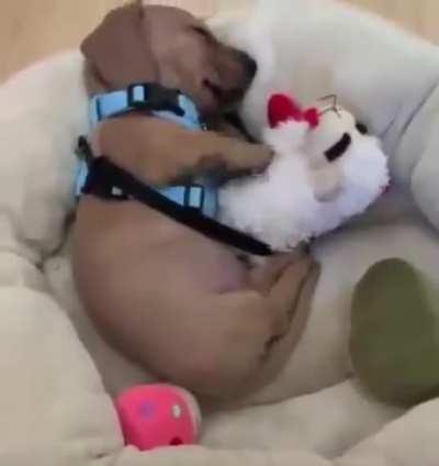 Puppy dreaming with its lamb chop doll