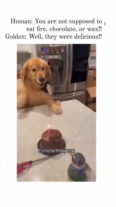 One golden retriever for the emergency vet