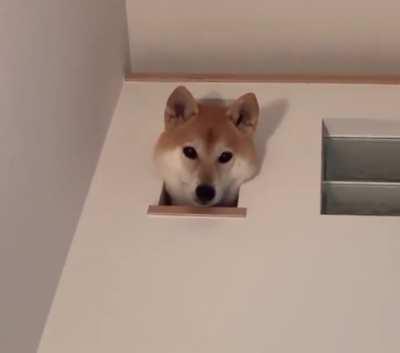 Look! Who is there 👀