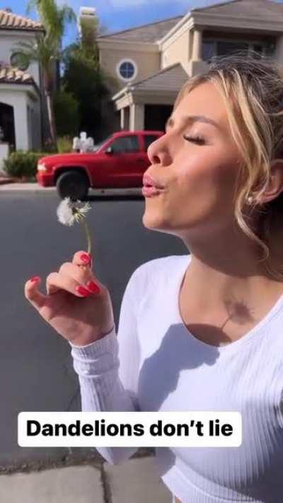 Dandelions don't lie