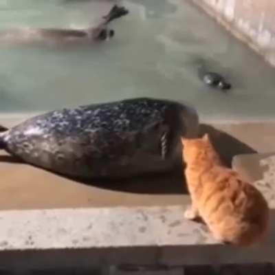 Cat Bullies Seal