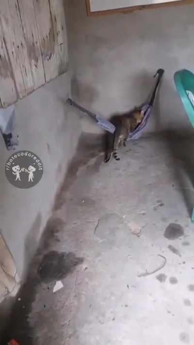 Acessem o r/bichinhos :) 