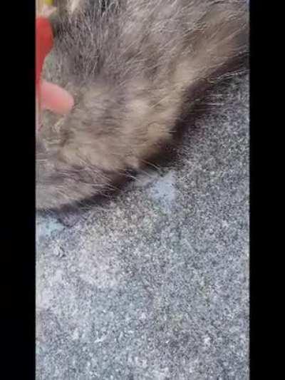 Woke up to what we thought was a dead opossum, I didn't know I was gonna be doing this this morning. possibly NSFW