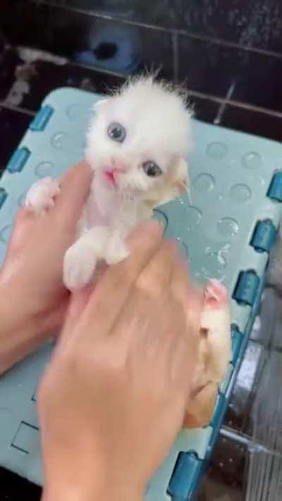 sIcK huMan sPrAyS KiTtEN wItH acID, LAugHS whilE waTCHIng it dISsoLve