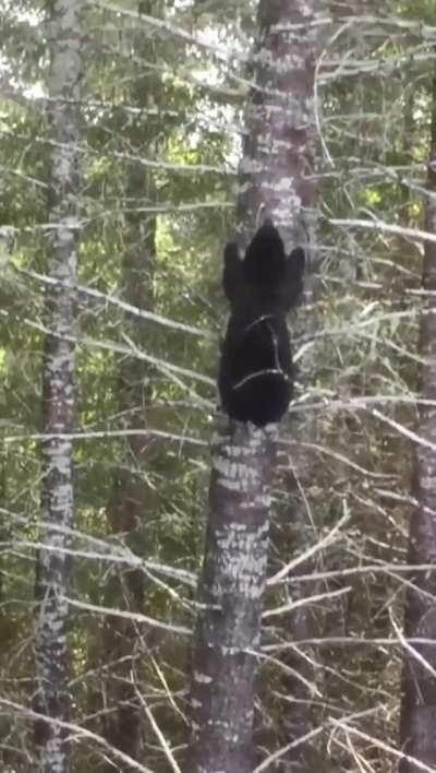 This is how fast a fleeing Black Bear can climb up a tree