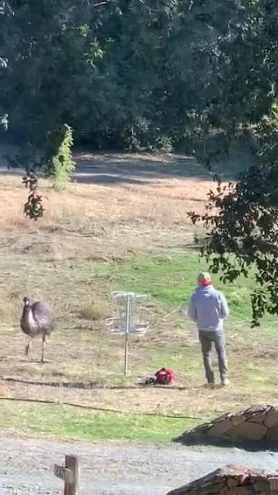 So my Airbnb features an emu on the property who is interested in disc golf... #growthesport?