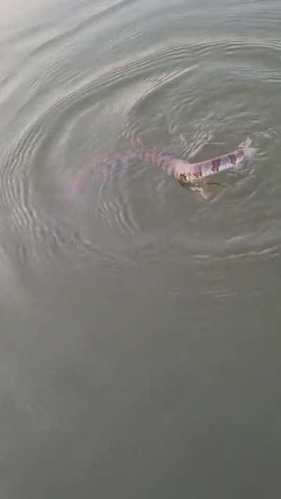 Hand baited this water snake in tonight. I'm still in aww