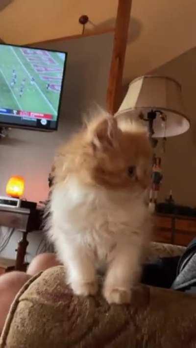 Smitten by my parents illegally smol kitten