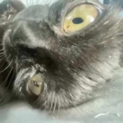 tengo clases presenciales