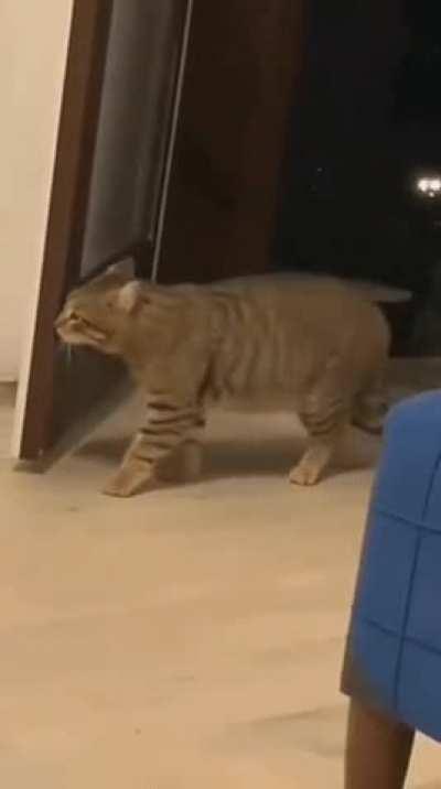 Orange cats are different