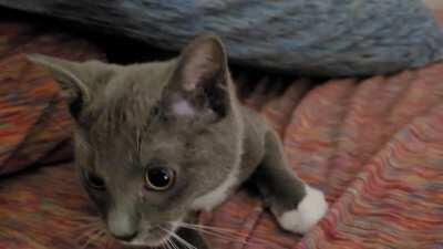 I was just trying to play peek-a-boo!