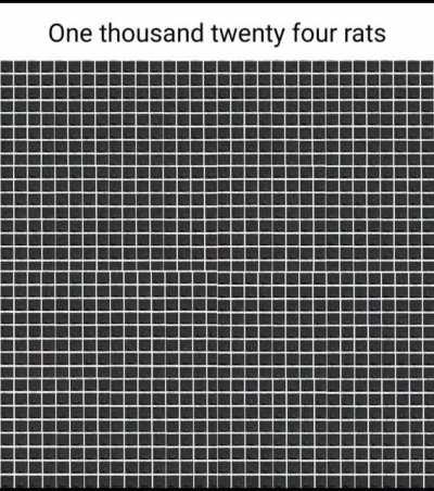 rats