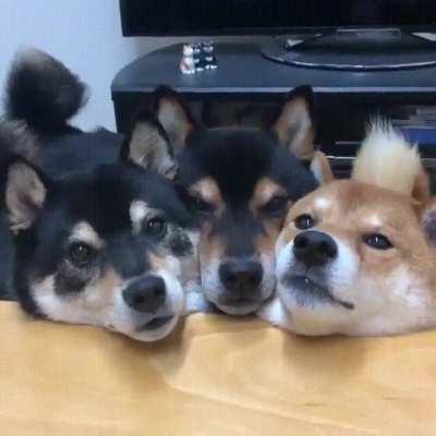 Cerberus awaits your offering.