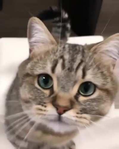 please sir may i have some pets