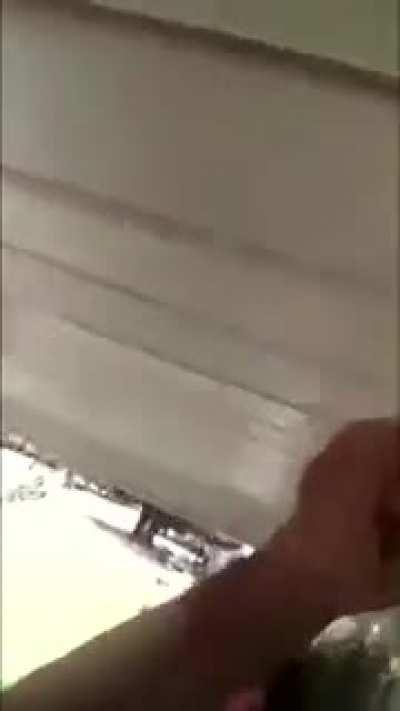 Guy eats bees and dies