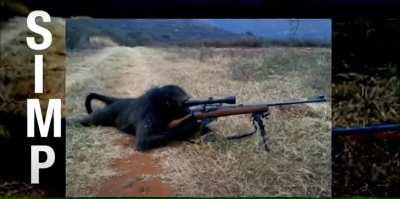 sniper monkey (best meme of 2021)