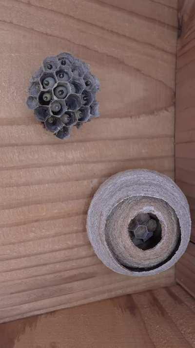 Queen wasps' matchoff 