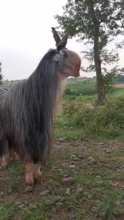 Average middle eastern wife material