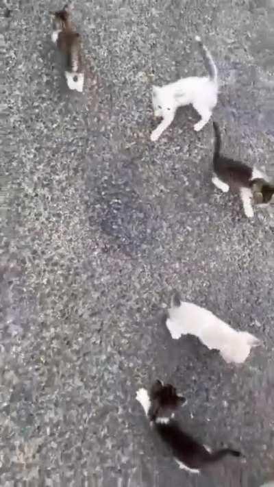 Man stops to rescue a kitten and gets attacked by the whole crew.