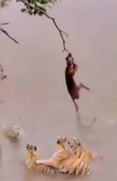 Banana Down! No banana left behind.