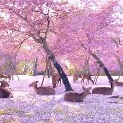 🔥Deers under cherry blossom trees