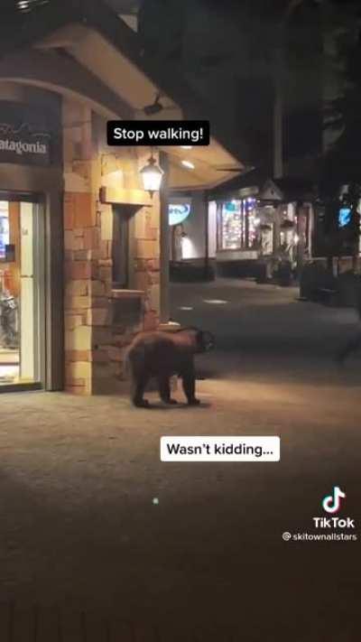 There is a baby bear over there...