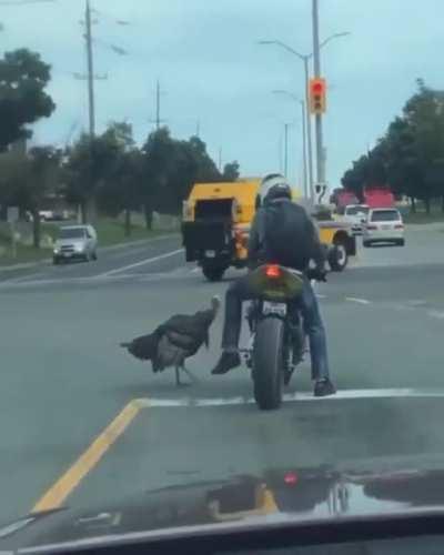 Road rage: Thanksgiving edition