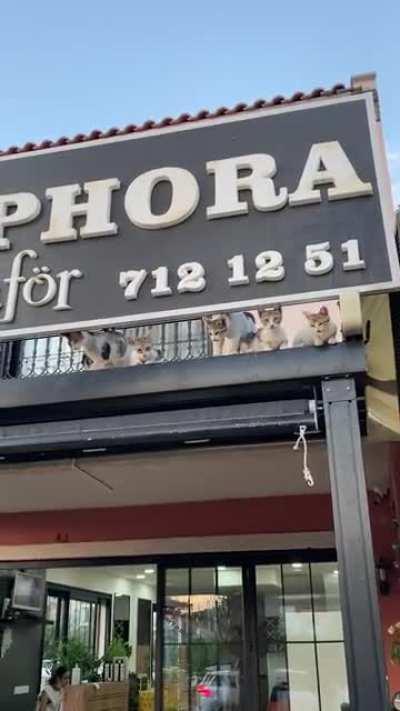 Went to take a video of two cute cats and a roof…